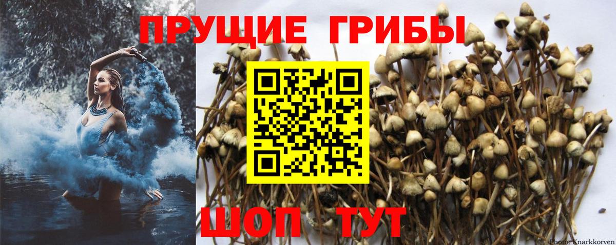 Галлюциногенные грибы GOLDEN TEACHER Мурино